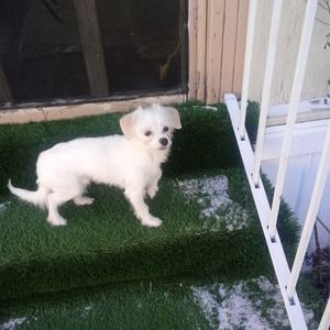 Meet your Posher, Martin